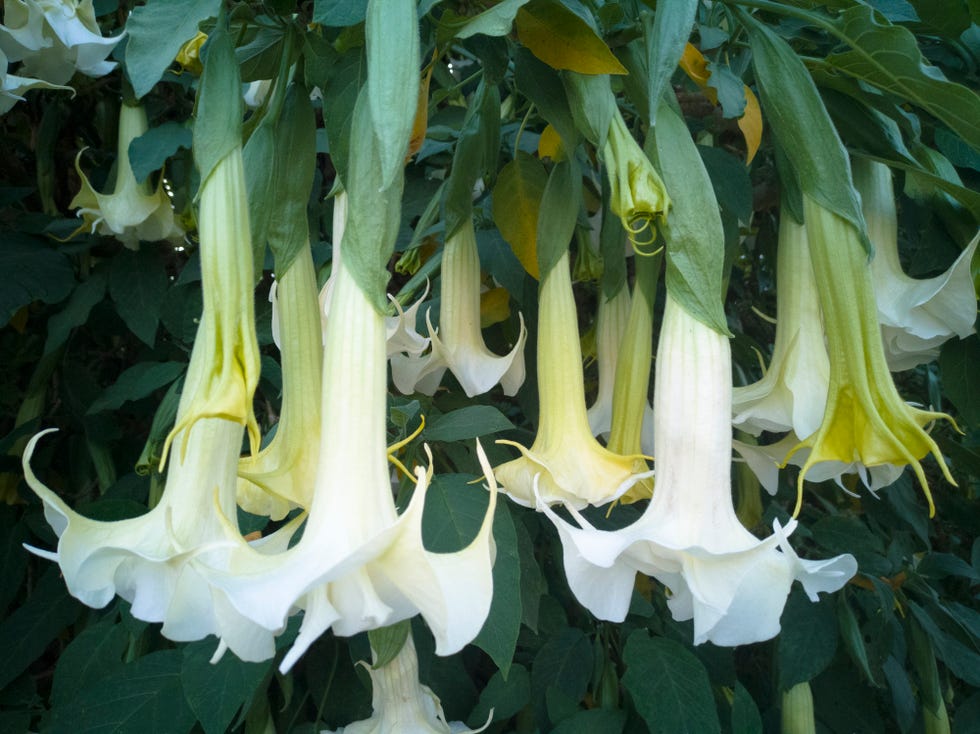 brugmansia, angels trumpet flowers