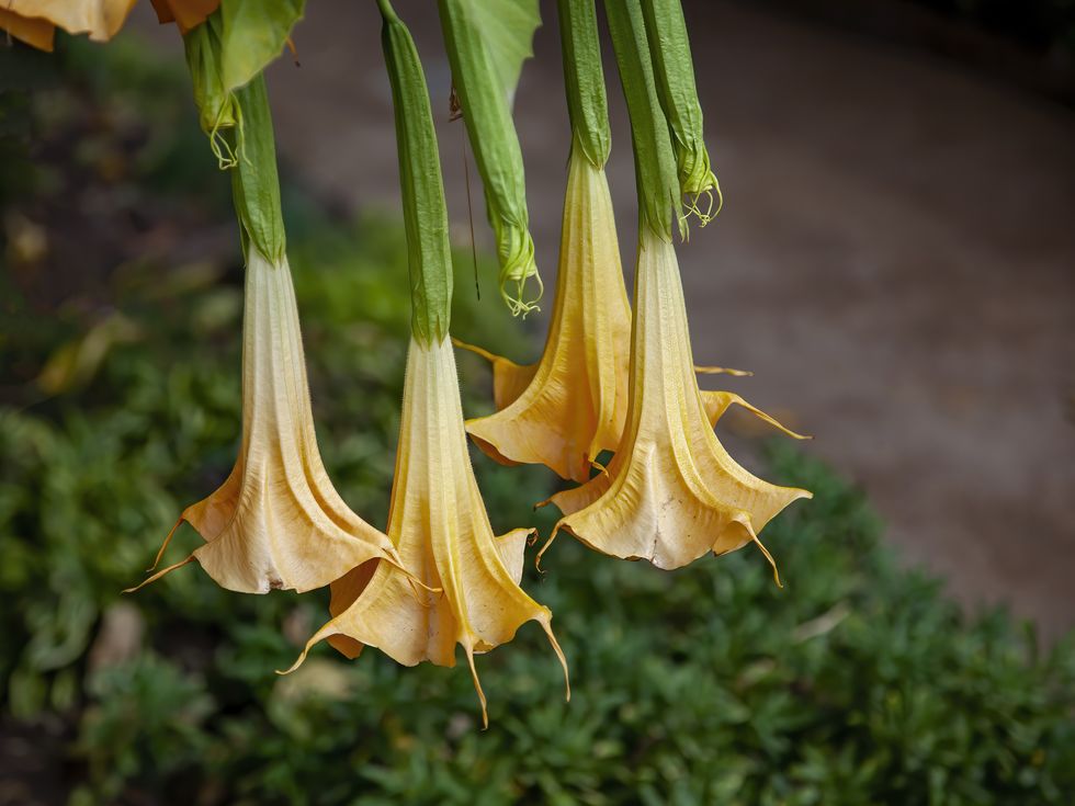 angels trumpets flowers in an orange color