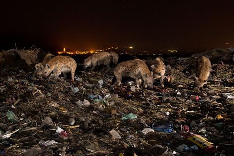 Een troep hyenas doorzoekt een afvalberg op de vuilstort van de stad Mekele in Ethiopi Tussen de voedselresten en botten die mensen weg hebben gegooid zitten ook stukken plastic