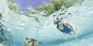Green sea turtle, Sea turtle, Turtle, Snorkeling, Recreation, Extreme sport, Underwater, Marine biology, Loggerhead sea turtle, Freediving, 