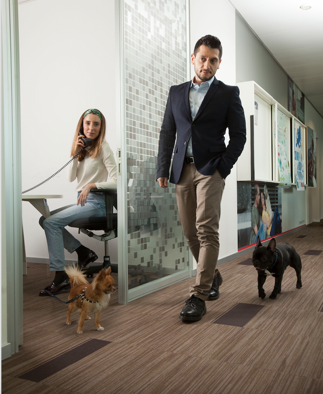 animali-in-ufficio-purina-cani-pets-at-work