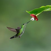 a female green crowned brilliant hummingbird feeds on a hot lips flower in costa rica
