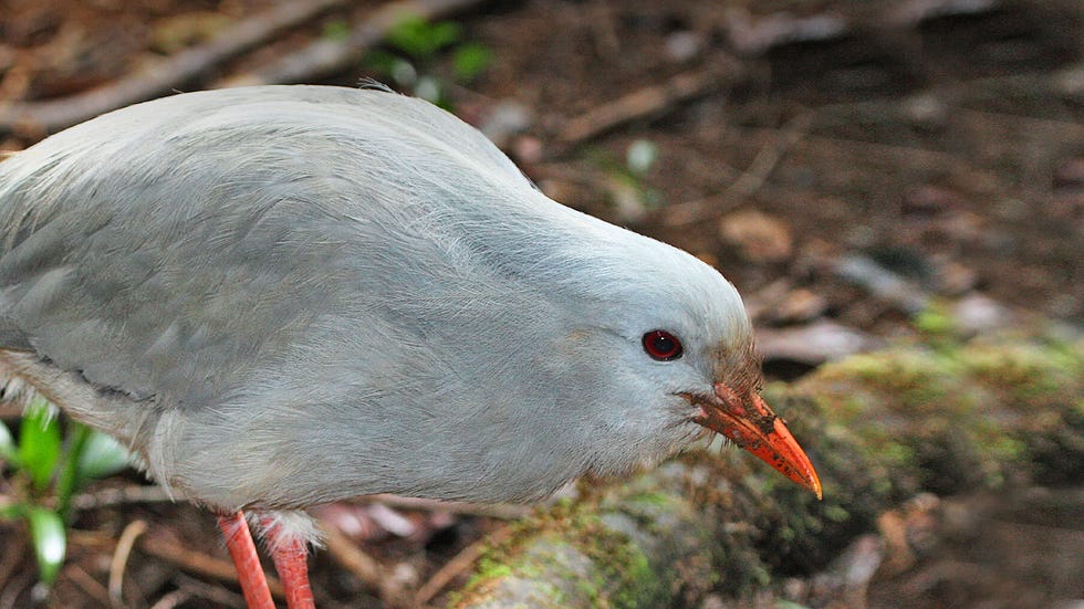 kagu bird