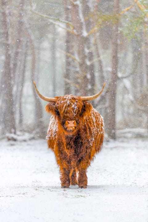 15 Beautiful Photographs Of Animals In Snow