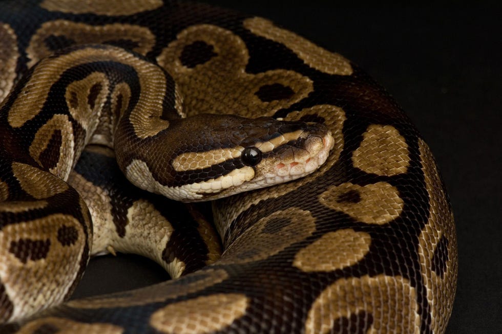 Slechts acht procent van alle soorten reptielen in de wereld staat op de lijsten van de CITES het verdrag dat toeziet op de internationale handel in wilde dieren en planten Ook koningspythons als deze die vanuit WestAfrika worden gexporteerd staan niet op de CITESlijsten