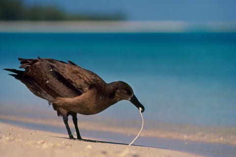 Een zwartvoetalbatros probeert plasticafval te verorberen op de Hawaaanse Leeward Islands Zeevogels zijn voor hun voortbestaan afhankelijk van de oceanen die vervuild zijn door plastic