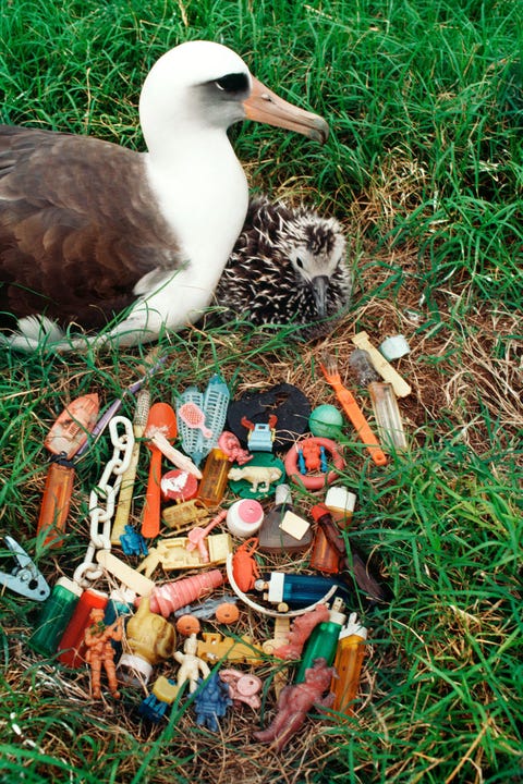 Een laysanalbatros en kuiken zitten naast een berg uitgebraakt plasticafval Vogels met een kleinere krop kunnen het onverteerbare plastic niet opbraken waardoor het afval een groter gevaar voor ze vormt