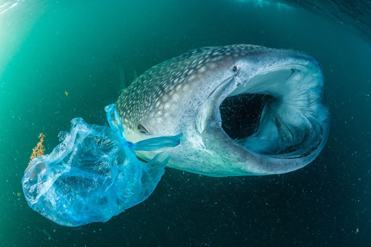 Een walvishaai zwemt langs een plastic zak in de Golf van Aden bij Jemen Hoewel walvishaaien de grootste vissen in de zee zijn lopen ook zij gevaar door het inslikken van kleine plasticdeeltjes