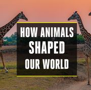 how animals shaped our world