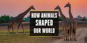 how animals shaped our world