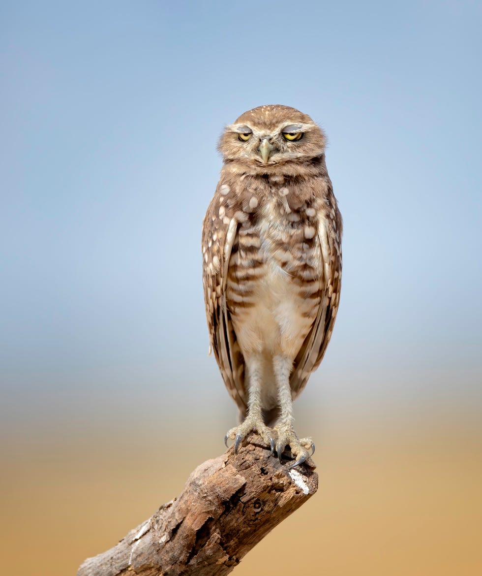 2021 comedy wildlife finalists