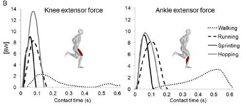 Ankle and knee forces.