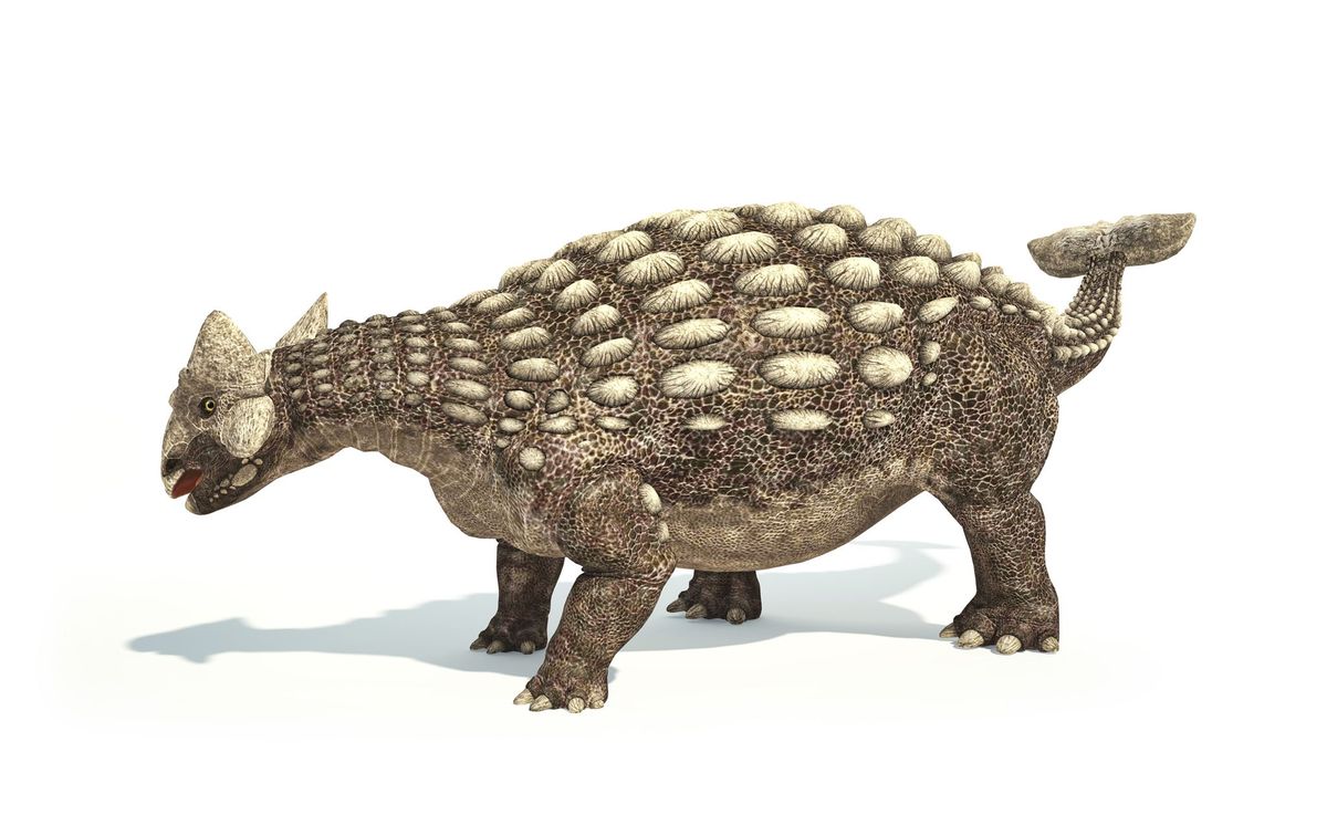 De Ankylosaurus befaamd om zijn staartknots bevolkte NoordAmerika in de late krijtperiode ongeveer zeventig tot 66 miljoen jaar geleden