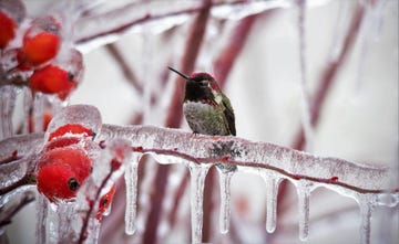 anna's hummingbird