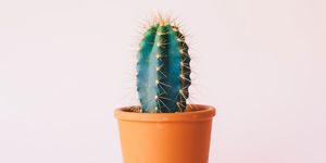 tiny cactus