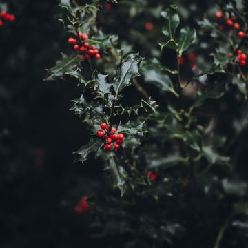 a bush with red berries