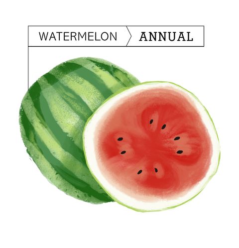 Melon, Watermelon, Fruit, Citrullus, Food, Plant, Cucumber, gourd, and melon family, Superfood, Natural foods, Produce, 
