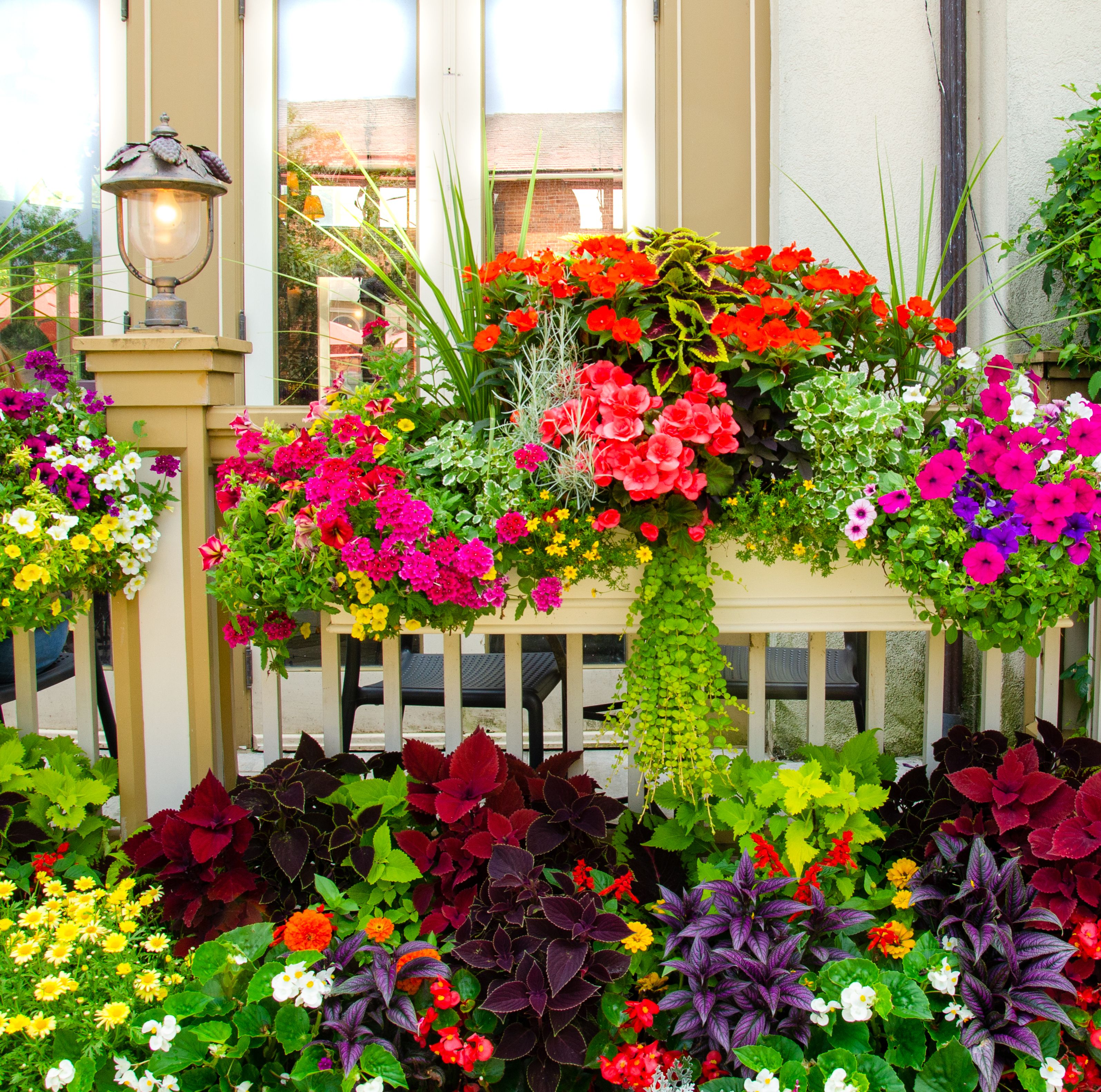 The Best Plants for Your Patio, No Matter How Much Sun It Gets