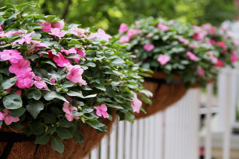 Impatiens rosadas, un tipo de planta anual, que florece en cestas colgantes en una valla blanca