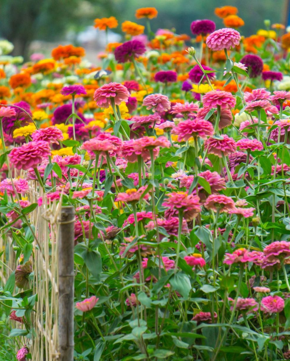 Pink flowers for the garden - Gardens Illustrated