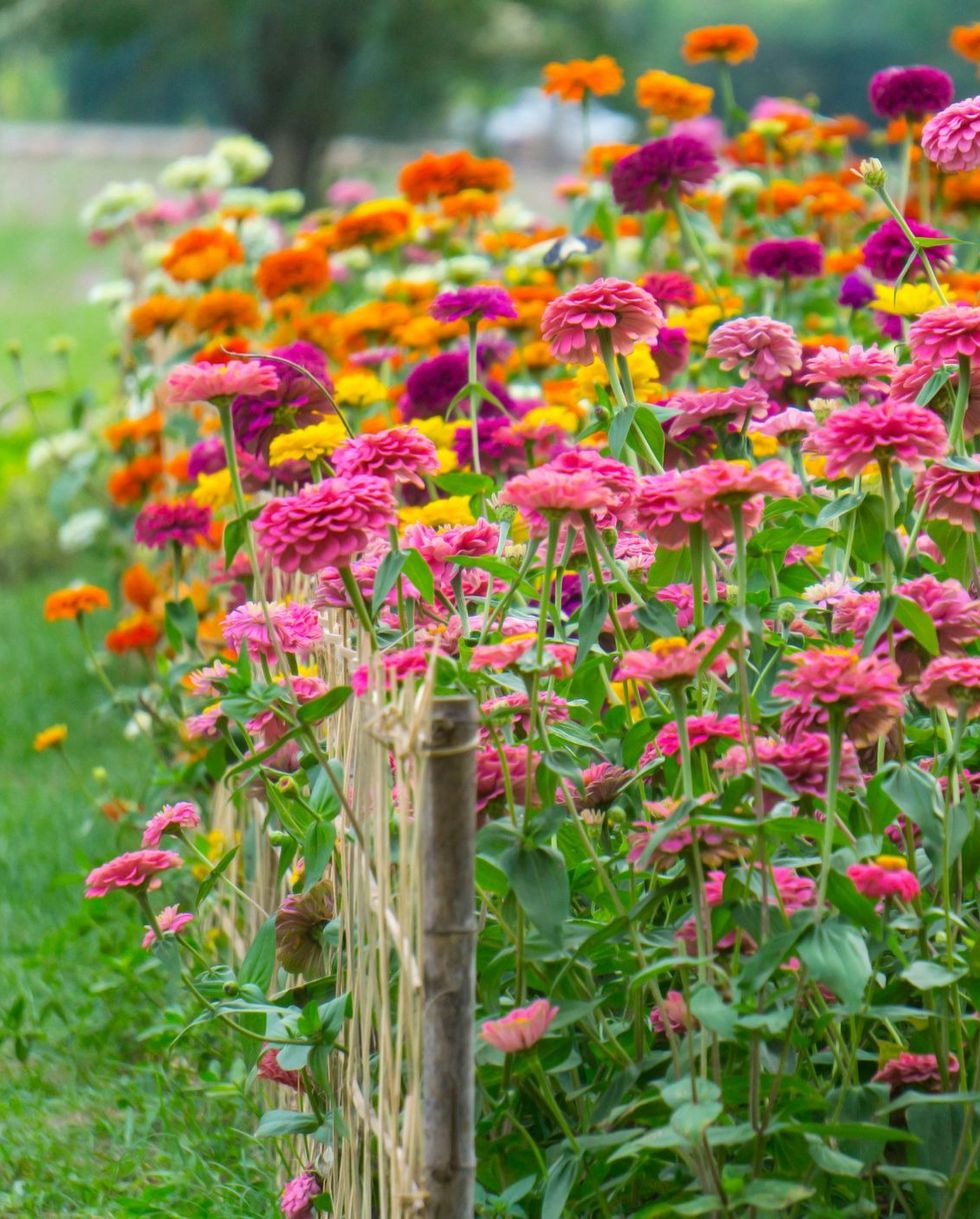 Zinnias rosadas, rojas, naranjas, amarillas y violetas, una planta anual, que florece en un jardín abierto detrás de una corta valla de madera