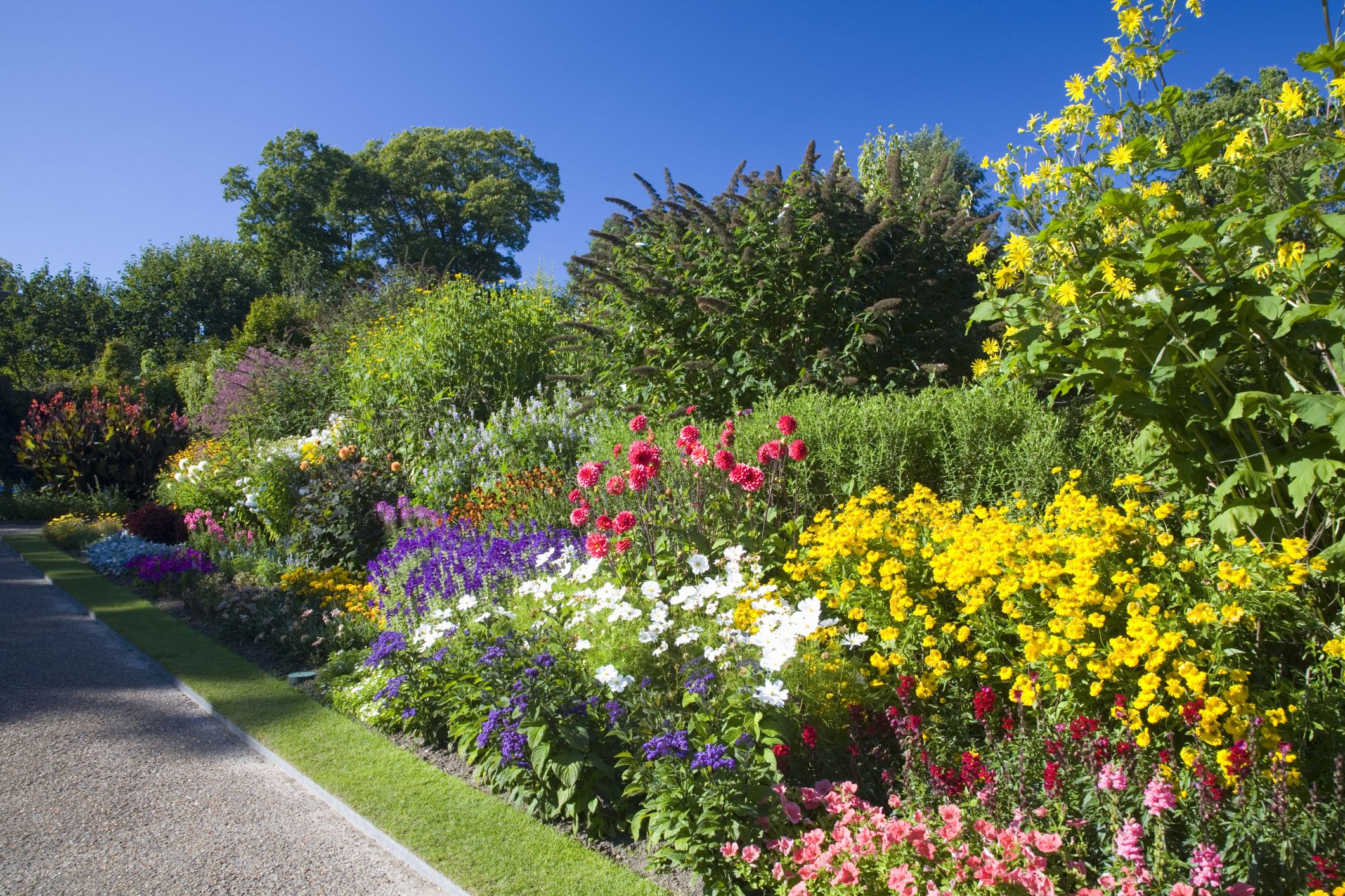 voorspelling optocht Meer 62 Best Types of Flowers (With Pictures!) for Your Garden