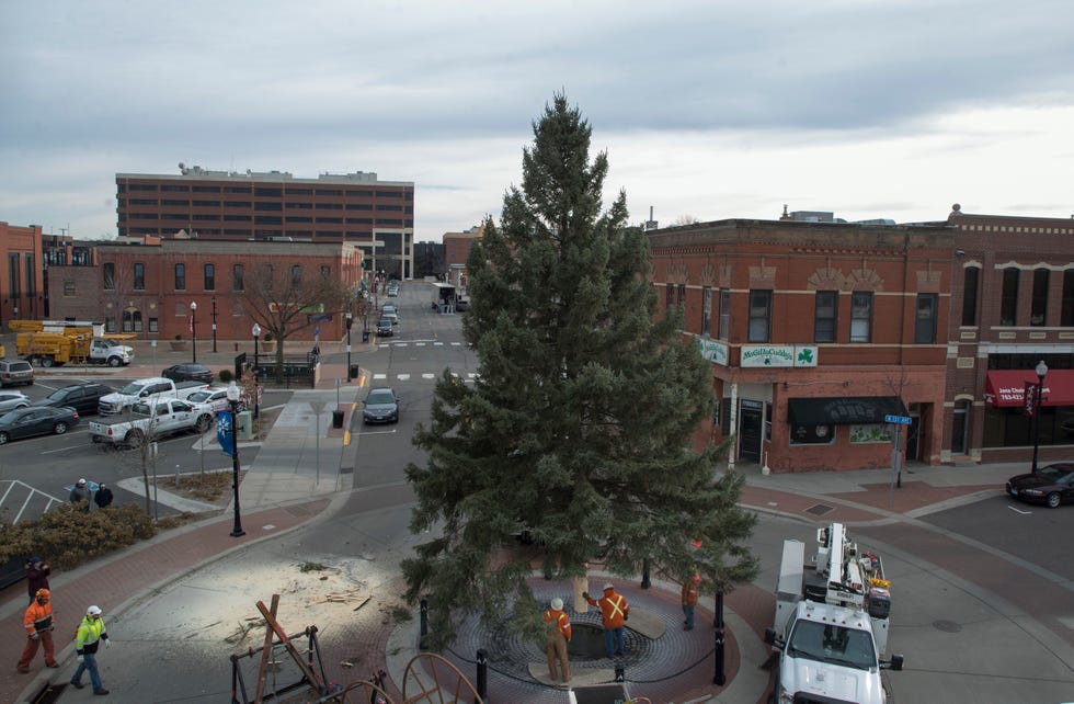 anoka city crews placed a 44 foot black hills spruce tree from at city hall monday november 20, 2017 in anoka, mn jerry holt jerryholtstartribunecom