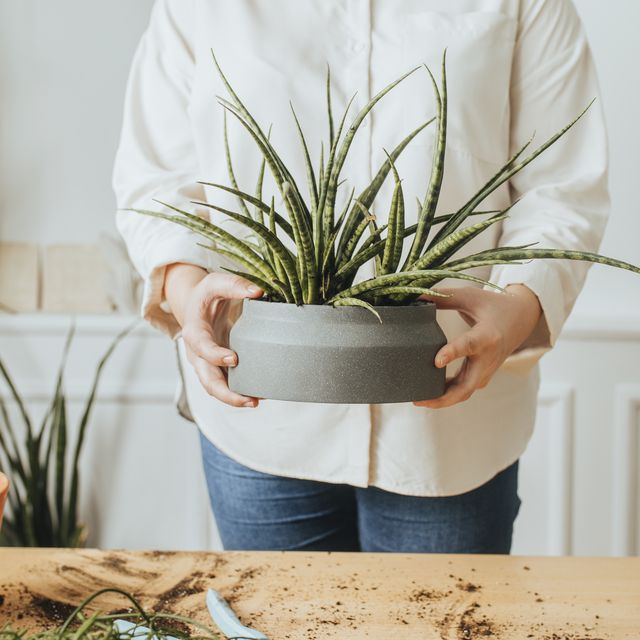 indoor house plants: anonymous plus size woman holding a potted aloe vera plant