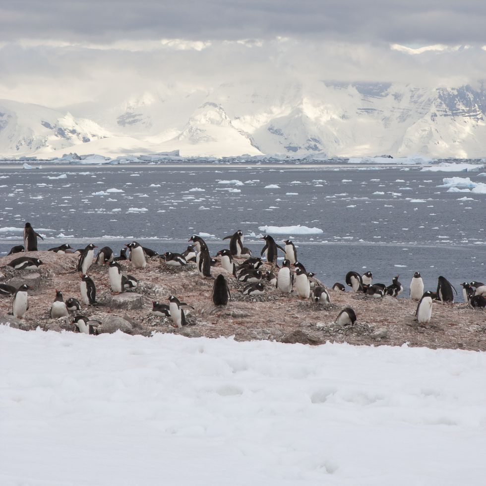gentoo penguin nesting ground in port lockroy, antarctica