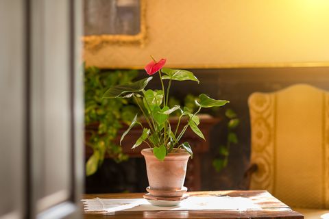 Anthurium flower pot on an old table in sunlight
