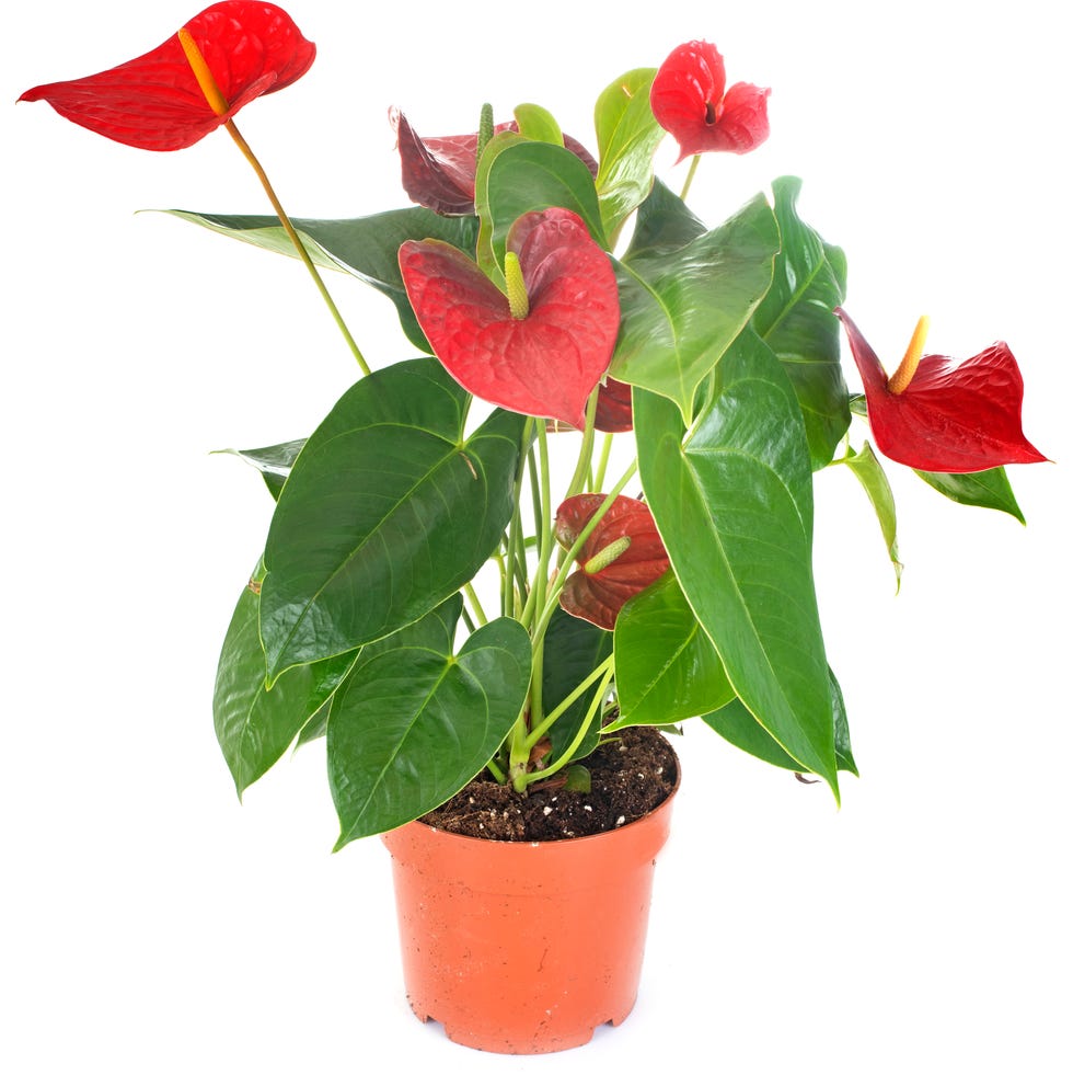 planta de anturio planta de anturio