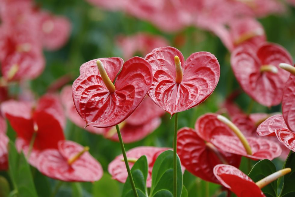 anthurium taiflower blossoming