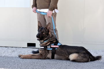 super sniffer dogs are learning to smell covid 19 infections, new study shows