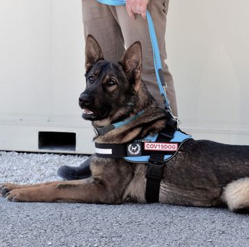 super sniffer dogs are learning to smell covid 19 infections, new study shows