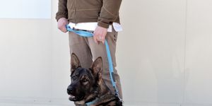 super sniffer dogs are learning to smell covid 19 infections, new study shows