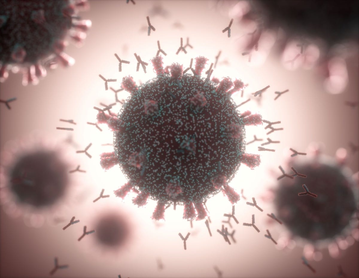 In deze illustratie van de menselijke immuunrespons reageren Yvormige antilichamen op besmetting met het SARSCoV2virus De antilichamen hechten zich aan virale eiwitten waaronder die in de kenmerkende uitsteeksels spikes op coronavirussen zodat de virussen door immuuncellen worden herkend en vernietigd