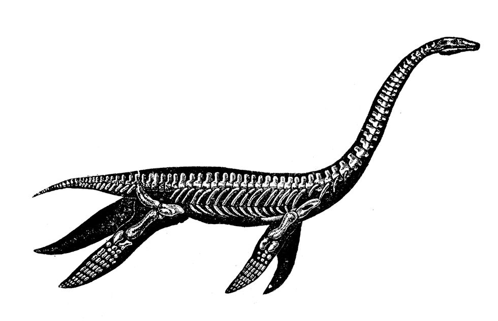 antique illustration of animals plesiosaur