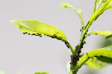 infestation of aphids on a green leaf