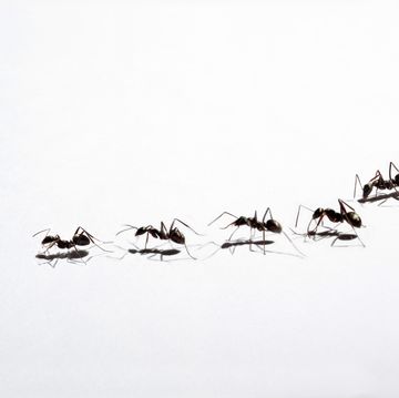 mieren lopen in een lijn achter elkaar aan