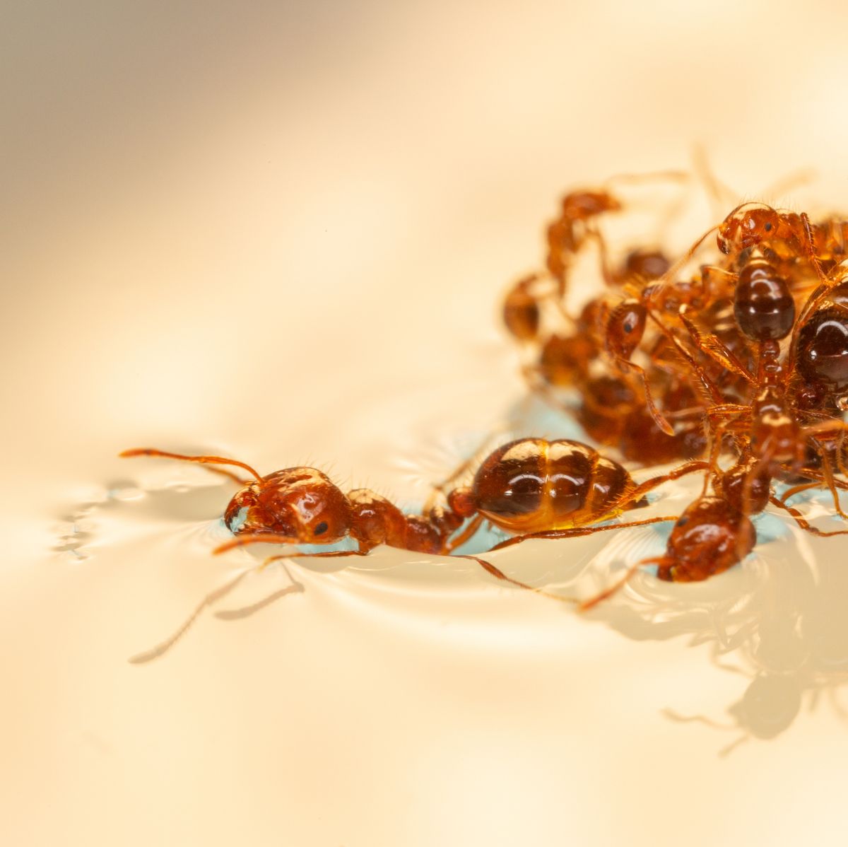 Ants Reel Servicing