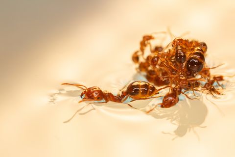 Fire ants in Georgia tech experiments begin forming a raft thanks to the Cheerios effect