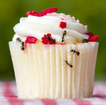 mieren op een cupcake
