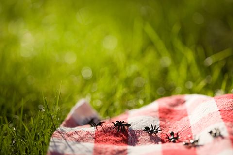 ants on a picnic blanket