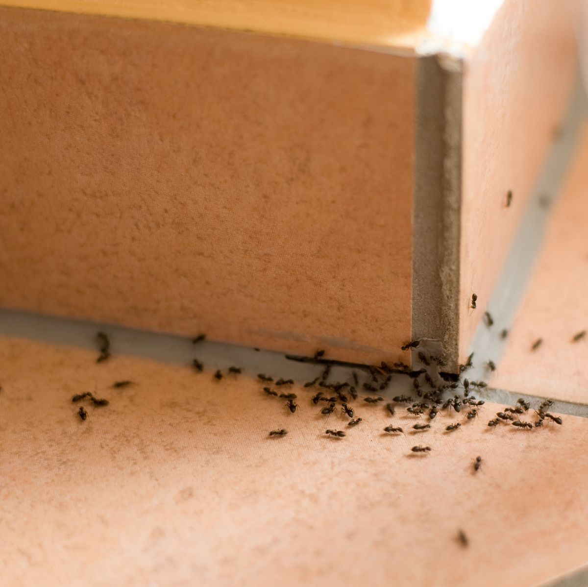 ants in home