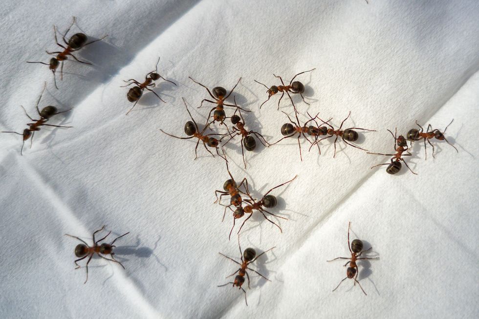 ants walking on a handkerchief