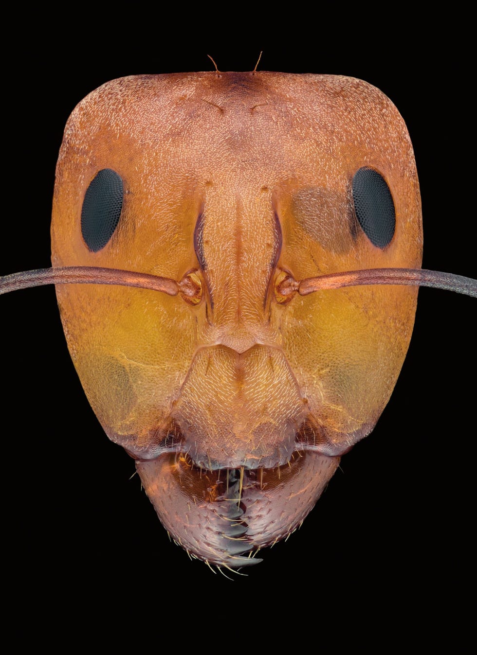 Een goudglanzende mier uit Mexico die tot geslacht van de reuzenmieren Camponotus behoort