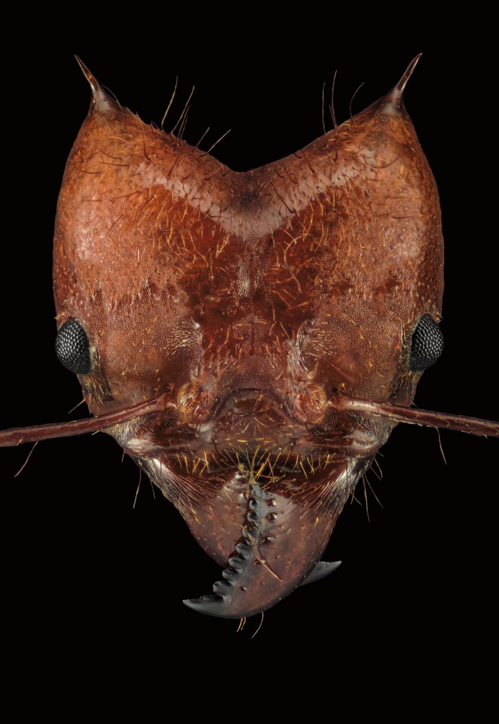 Een goudglanzende mier uit Mexico die tot geslacht van de reuzenmieren Camponotus behoort