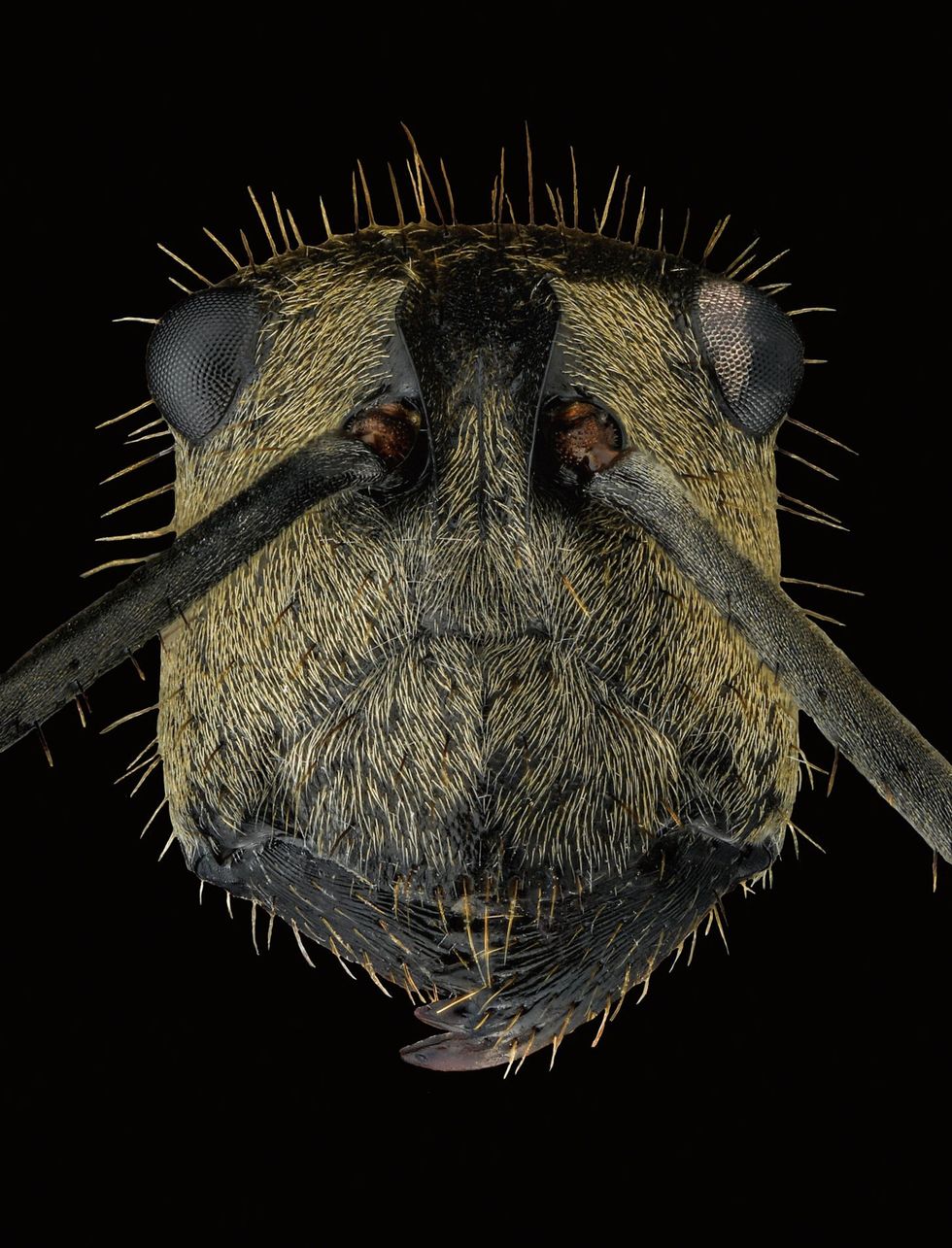 Deze bladsnijdersmier van de soortAtta cephalotes verbouwt schimmels in een ondergrondse kamer