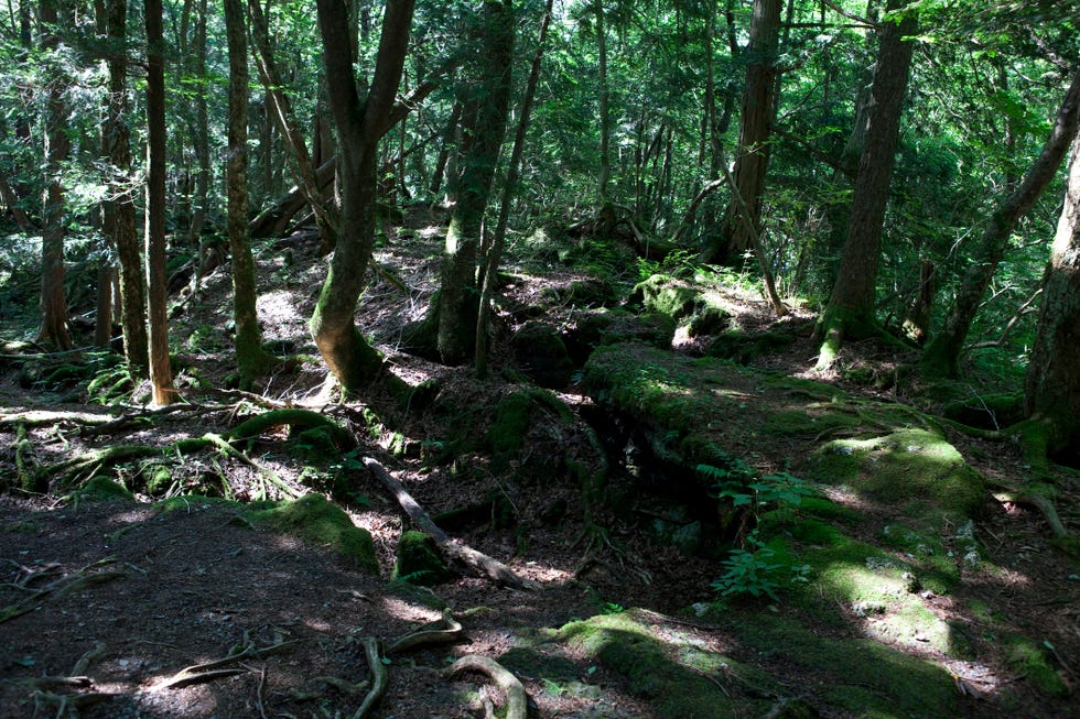 Aokigahara