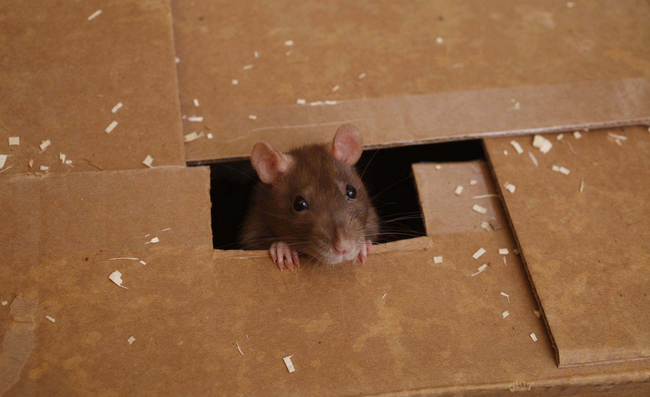 Мыши обгрызли. Мышь в коробке. Крыска в коробке.